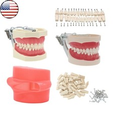 Nissin 305 B3-305(32S) Typodont Teeth Dental Study Model for