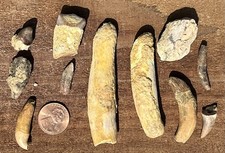 Extremely Rare Unknown, Species Of Teeth- Mako Megalodon Era Sharks Fossils