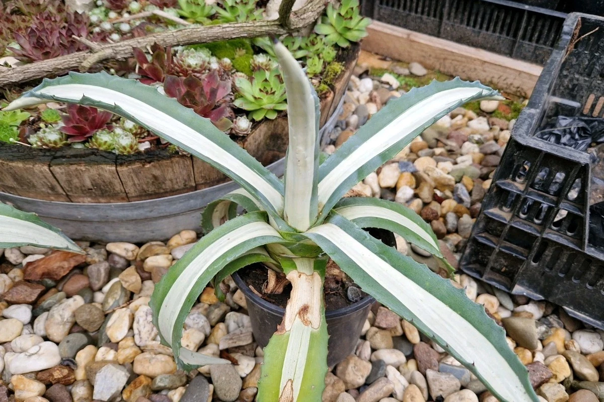 Agave Americana Kakteen & Sukkulenten-Pflanzen, Bume & Strucher online  kaufen | eBay.de