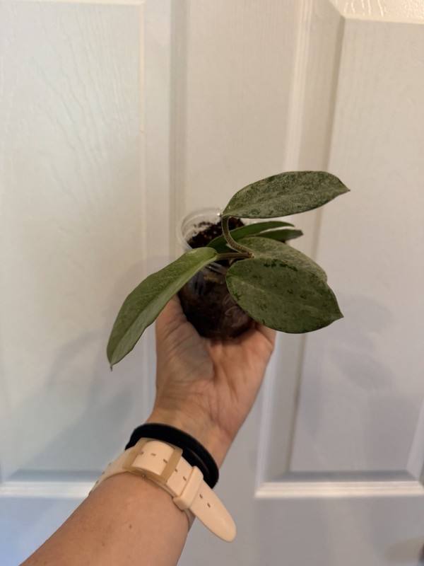 HOYA Nova Ghost (id #1)
