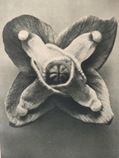 1929 Karl Blossfeldt Druck - BARRENWORT FLOWER - 9,5 x 12 Inch
