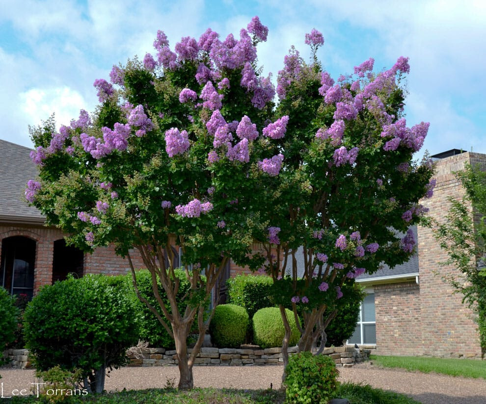 CRAPE MYRTLE SIOUX LAGERSTROEMIA CATAWBA FLOWERING PURPLE TREE 6