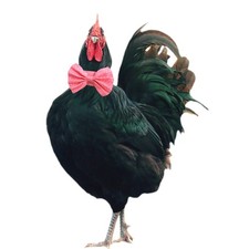 2 Pack Anti Crow Rooster Collar No Crow Rooster Collar Chicken Neckband Noise...