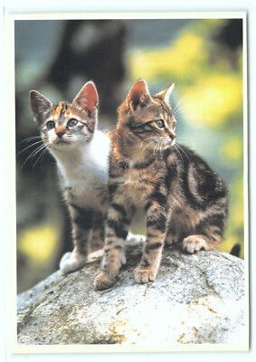 1 AK Postkarte Katze ''Adventure Tours'' - BA Geduldig o