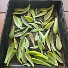 Picture 4 of 8