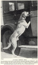 Labrador Retriever "Home" - 1934 Vintage Dog Art "Photo" Print - CUSTOM MATTED
