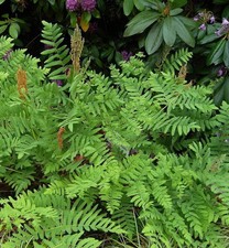 Königsfarn - Osmunda regalis