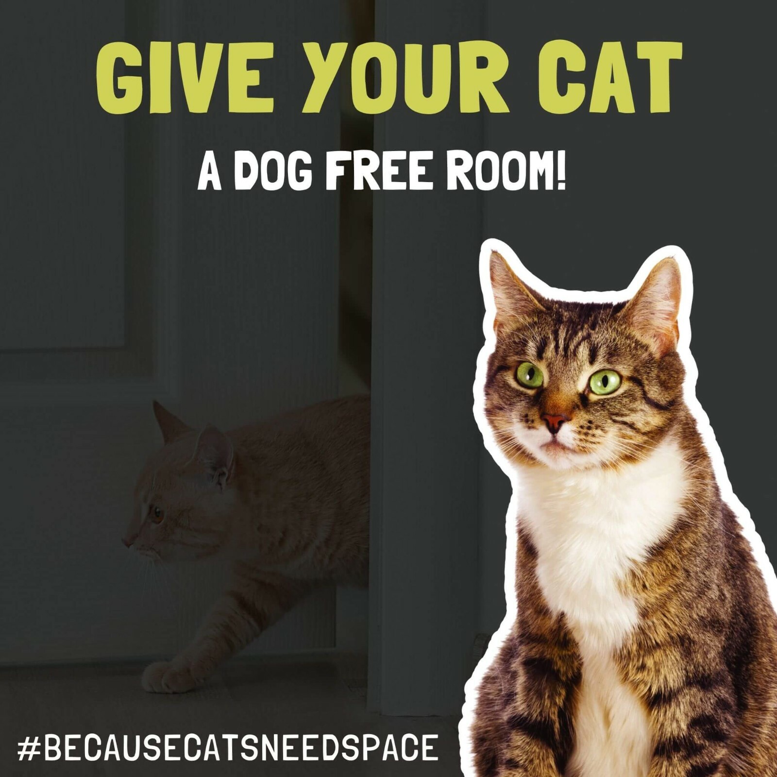 Door Buddy Door Strap for Dog Proofing Cats Litter Box Without a Cat Door, Grey