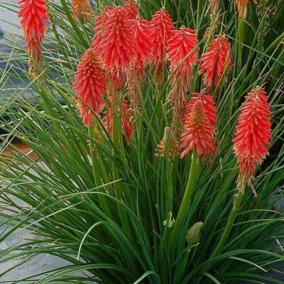 Kniphofia Dwarf POCO™ Red Perennial Plug Plants Pack x6