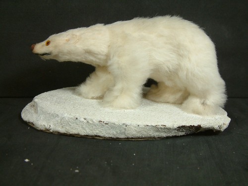 Native American Inuit White Fur Polar Bear on "Snow" Glass Eyes 5 1/2 x 3" WOW!