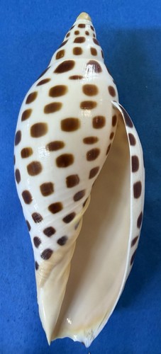 Scaphella junonia 4.5” long Shell Brown and White Pattern Collectible Specimen