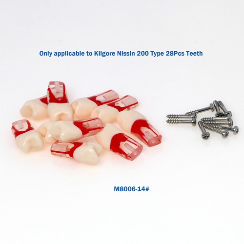 Bloques de estudio de ECA modelo de dientes de práctica de conducto radicular dental para Nissin Kilgore 200 - Imagen 34 de 90