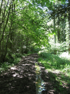 Photo 6x4 Footpath, Patching Rough Part of Angmering Park Estate. The foo c2009