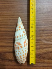 SHELL CONCHIGLIA MITRA MITRA MITRIDAE 130 mm
