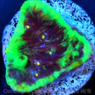 Corals of Eden NON WYSIWYG Live Coral Frag ~ Superman Chalice Coral LPS SPS — photo 7