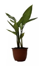 Strelitzia augusta nicolai in ciotola Ø15cm