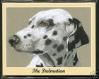 THE DALMATIAN - Perikim Collectors Card Set of 7 -  Dog Breed Art Picture Crufts