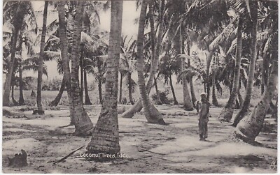 Kokospalmen, Iddo, LAGOS, Nigeria, Westafrika