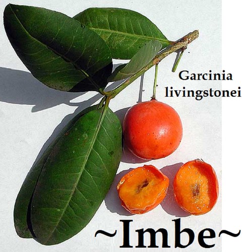 ~IMBE~ BIGGER BEST FRUIT TREE garcinia LIVINGSTONEI AFRICAN MANGOSTEEN med plant - Picture 7 of 13