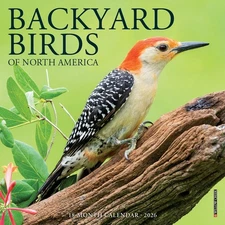 Willow Creek Backyard Birds 2026 7" x 7" Mini Wall Calendar w