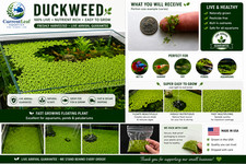 LIVE Indoor Grown Duckweed Floating Aquarium Plant Lemna minor BUY 2 GET 1 FREE