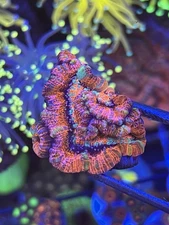 Pink Rainbow Wilsoni - Coral Frag /Live /salt water/Reef tank/ WYSIWYG