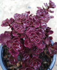 100 Dragon Blood Red Sedum Seeds - Ideal Sedum Spurium