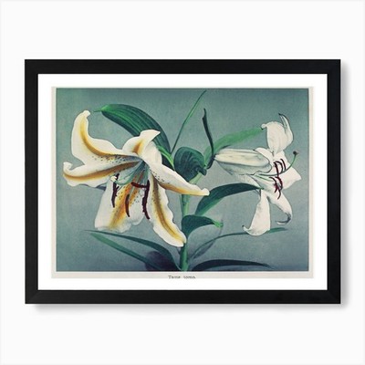 Lilie, handkolorierte Kollotypie aus S gerahmtes Wandbild Poster Leinwanddruck Bild