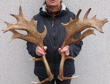 Paar Damhirsch Abwurfstangen Schaufeln Geweihstangen Hirschgeweih Kauknochen