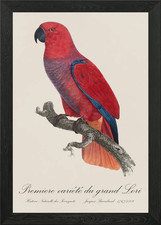 Eclectus Parrot / Premiere variete  Framed Wall Art Poster Canvas Print Picture