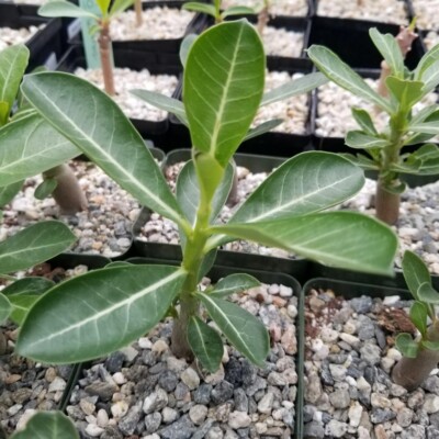 Double Yellow Desert Rose Live Plant (Adenium Obesum) - 4-7" Tall Well-Rooted Succulent For Pots & Gardens