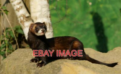 PHOTO  'VELVET' 'VELVET' THE POLECAT (MUSTELA PUTORIUS) AT THE BRITISH WILDLIFE