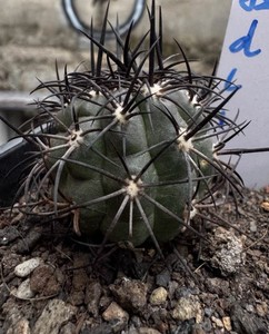 Copiapoa Cinerea | eBay