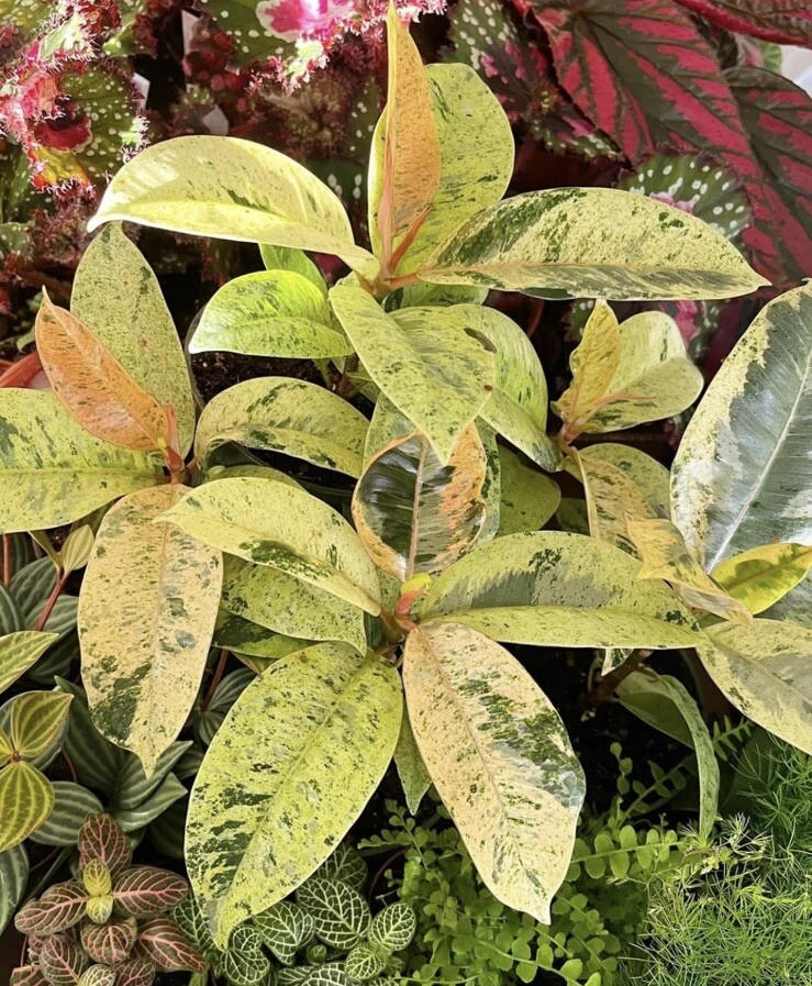 Ficus Shivereana