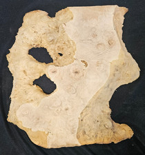 Live Edge Figured Maple Wood Burl Slab