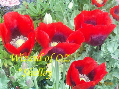 Papavero - Papaver - Papaver - Perenni - Papavero - Papaver - Perenni - Foto 7