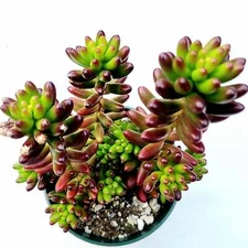 Sedum rubrotinctum Jelly Bean Succulent Plant