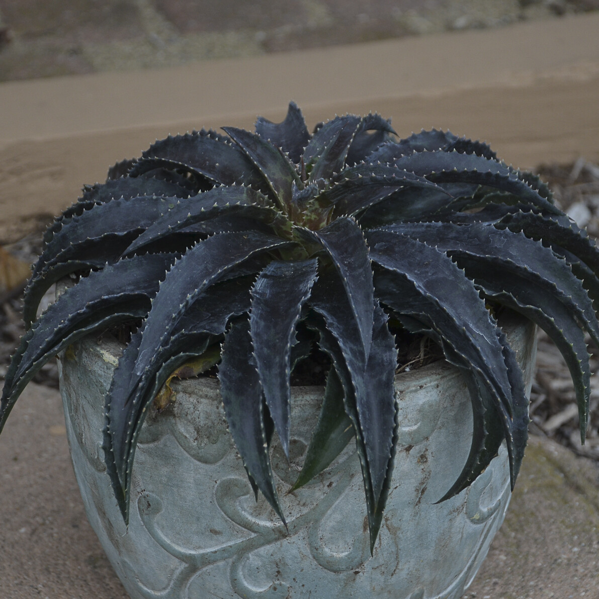 Black Magic" Super DARK Mangave STARTER Plant Agave & Manfreda Hybrid 3"+  Wide | eBay