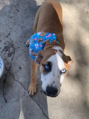 custom dog bandana