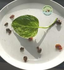 10 2 Rainbow Mix Ramshorn Snails-Red Leopard-Live Arrival Guarantee