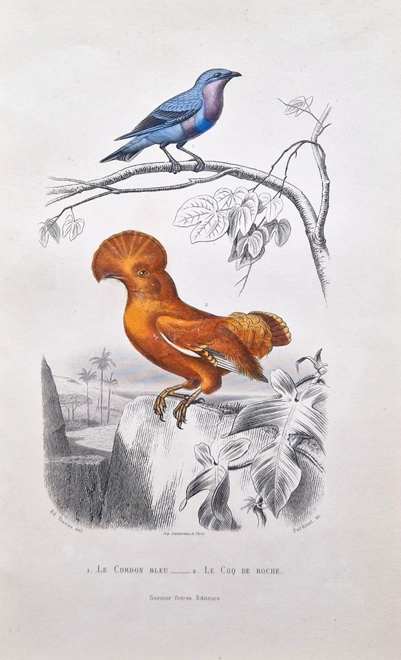 3 Gravures anciennes originale 1850 oiseaux Buffon Orbigny bird antique print - Photo 3/4