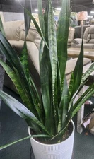 4 Sansevieria Snake Plant Starter Leaf Cuttings