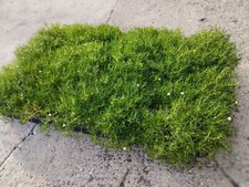 piante vere Muschio d'Irlanda  "sagina subulata" tappezzante coprente