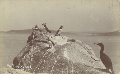PC PAPAGEIENTAUCHER VÖGEL SCILLY ISLES ENGLAND ECHTFOTO POSTKARTE (u6597)