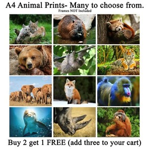 Animal Prints Wildlife Images Picture Print Only Wall Art Many To Choose From Ebay