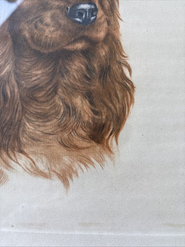 Leon Danchin "Red Cocker’s Head"Genuine Original French Etching 1938 Framed - Picture 12 of 16