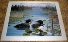 Maine Loons "Lazy Day" Signed Paul Boucher 25 x 19 Color Art Poster Print