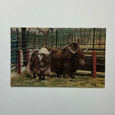 Yak In The Menagerie Ringling Bros Vintage Litho Div Back Postcard