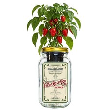 Fresh Bites Red Mini Bell Pepper Kit Mason Ja...