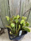 Venus Flytrap Giant I3 -  Carnivorous Plant - Rare🔥🔥🔥 — photo 6